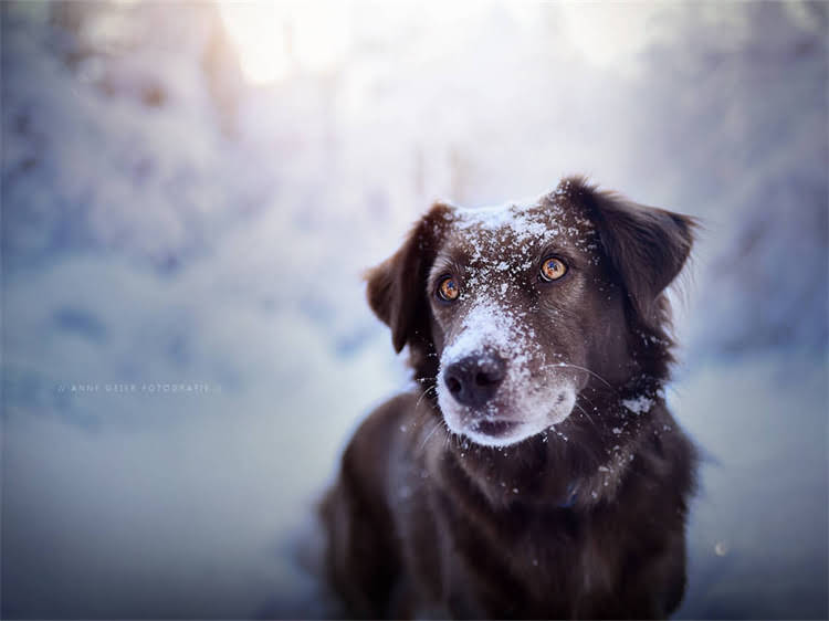 图片 淘宝皇家狗粮最新评测：真实用户反馈+成分分析+性价比对比（附选购指南）1.jpg