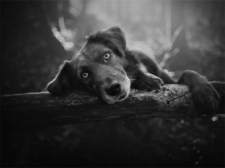 图片 淮安哪里能买到健康吉娃娃？本地犬舍推荐及领养指南2.jpg