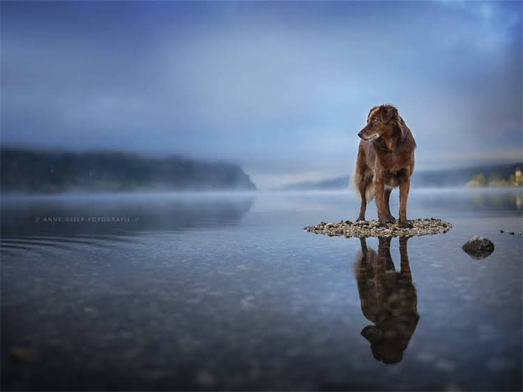 图片 深圳哈士奇专卖店：专业养护品种推荐健康保障服务全.jpg