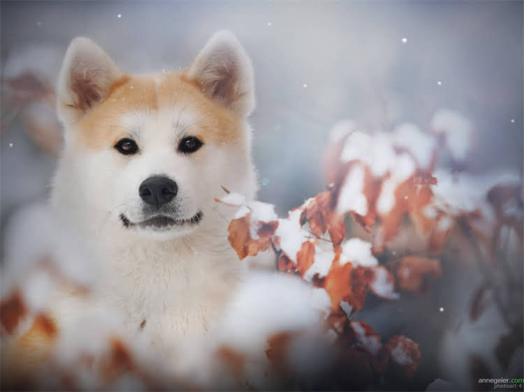 图片 深圳哈士奇专卖店：专业养护品种推荐健康保障服务全1.jpg