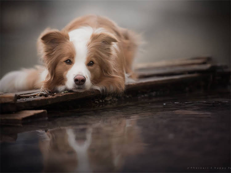 图片 深圳哈士奇专卖店：专业养护品种推荐健康保障服务全2.jpg