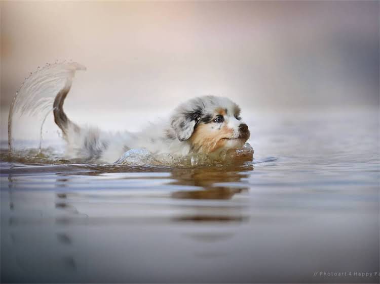 图片 深圳贵宾妈妈高端母婴店真实体验全口碑与避坑指南.jpg