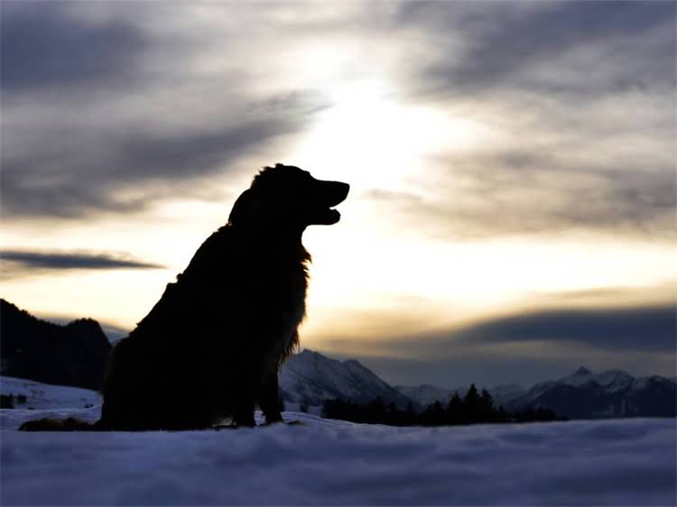 图片 深度百利猫粮是否算高端品牌？成分、价格、用户评价全测评2.jpg