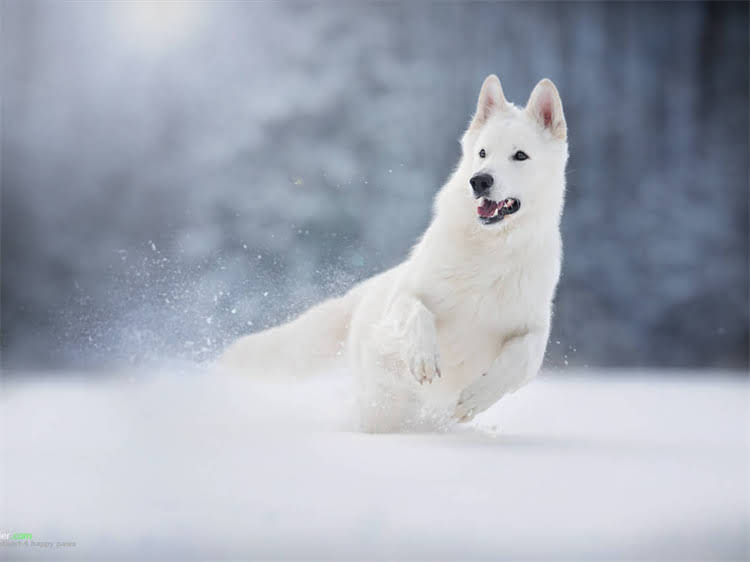 图片 深椒盐雪纳瑞毛色变浅的7大原因及科学恢复指南：养宠必看养护秘籍2.jpg