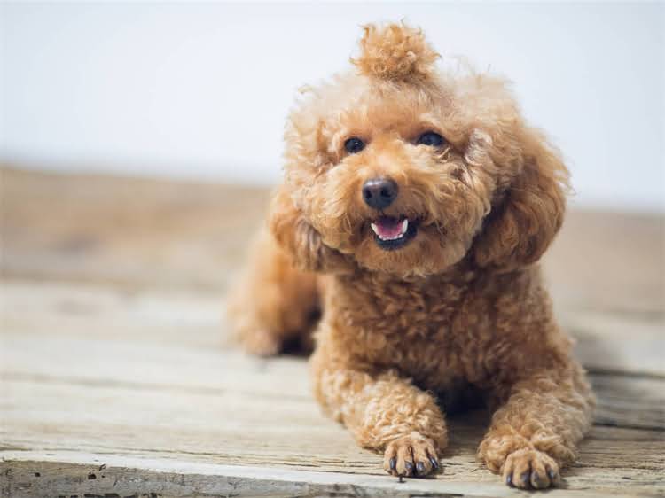 图片 温顺犬攻击性训练指南：科学方法培养护家犬的五大核心技巧1.jpg