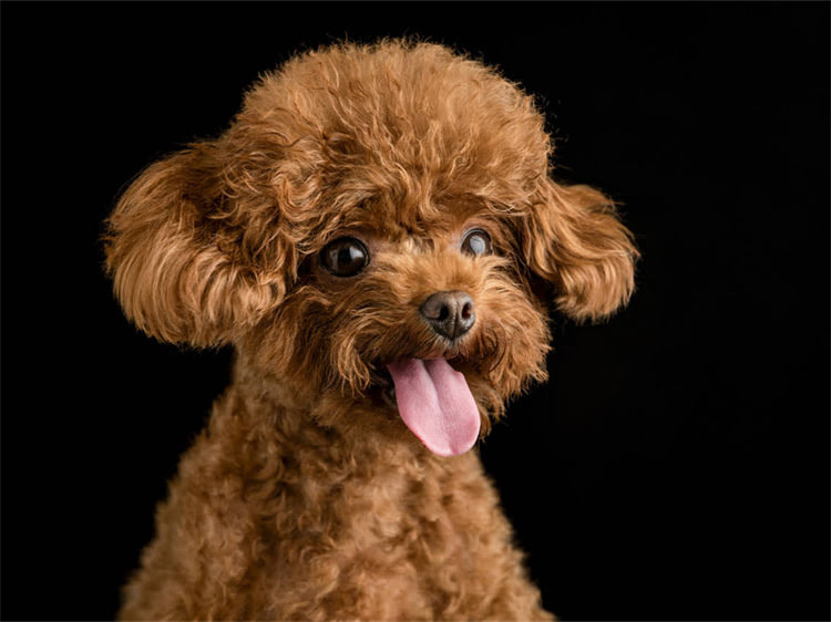 图片 温顺犬攻击性训练指南：科学方法培养护家犬的五大核心技巧2.jpg