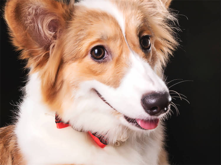 图片 渴望猫粮加拿大最新包装测评！真实体验+性价比分析，养猫人必看攻略.jpg