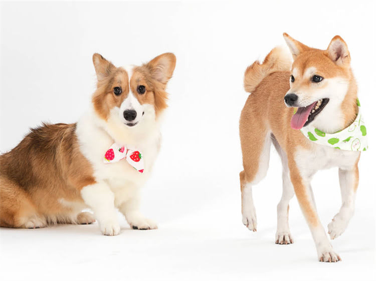 图片 渴望猫粮吃了会发胖吗？5大关键指标教你选对减肥猫粮1.jpg