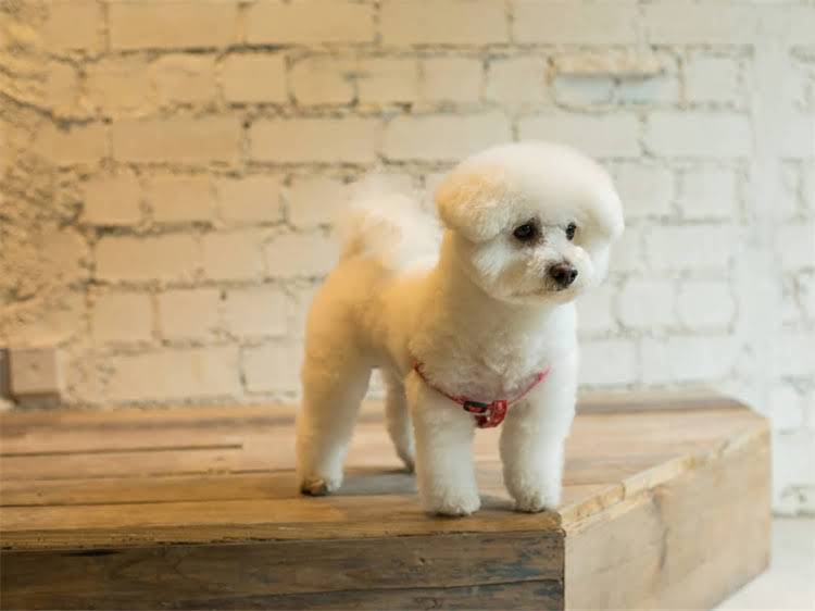 图片 渴望猫粮吃了会发胖吗？5大关键指标教你选对减肥猫粮2.jpg