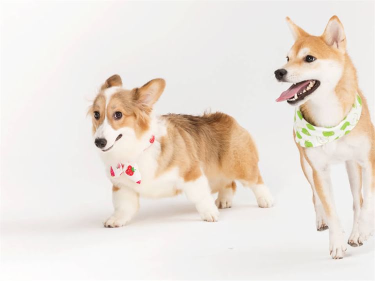 图片 渴望猫粮官网验证攻略｜防坑指南+正品保障全✨手把手教你避雷！.jpg