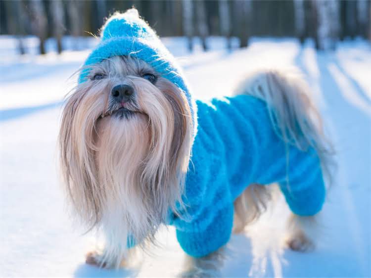 图片 满月幼犬腹泻紧急处理指南：喷射状便血怎么办？0-1月龄小狗拉肚子怎么办.jpg