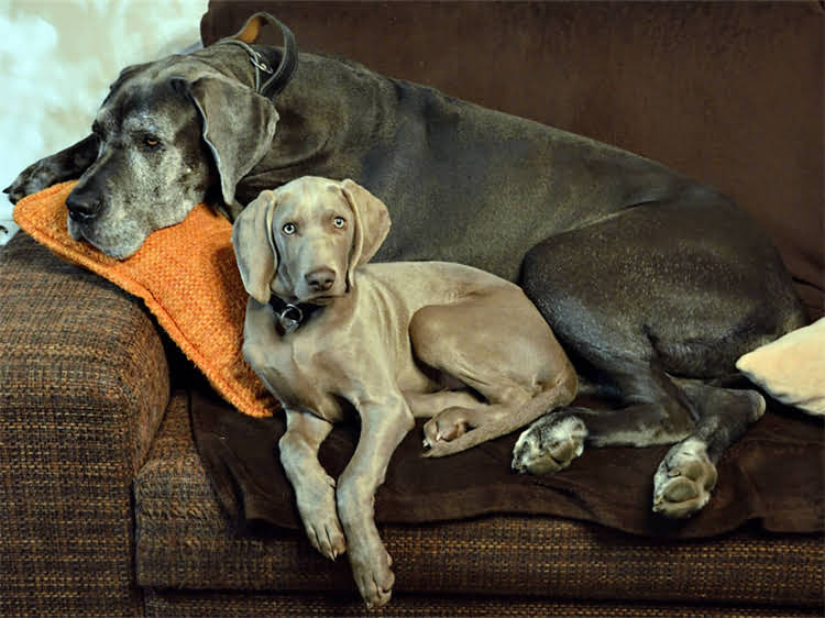 图片 满月幼犬腹泻紧急处理指南：喷射状便血怎么办？0-1月龄小狗拉肚子怎么办1.jpg