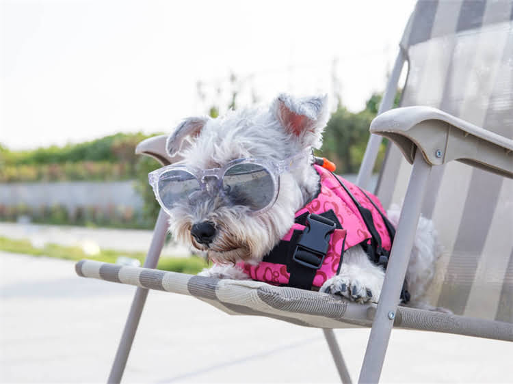 图片 满月幼犬腹泻紧急处理指南：喷射状便血怎么办？0-1月龄小狗拉肚子怎么办2.jpg