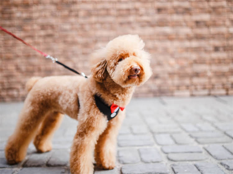 图片 满月泰迪幼犬怕冷吗？幼犬保暖全攻略（附护理指南）2.jpg