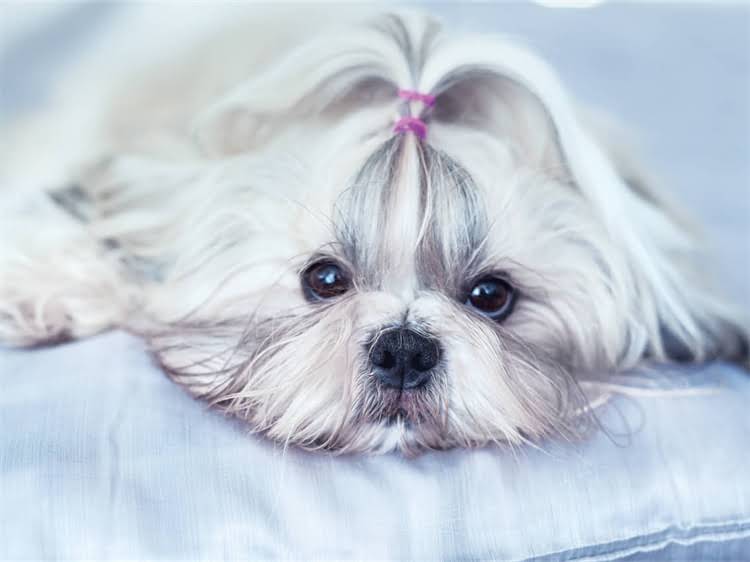图片 满月泰迪犬科学喂养指南：月龄阶段、营养需求和护理要点全1.jpg