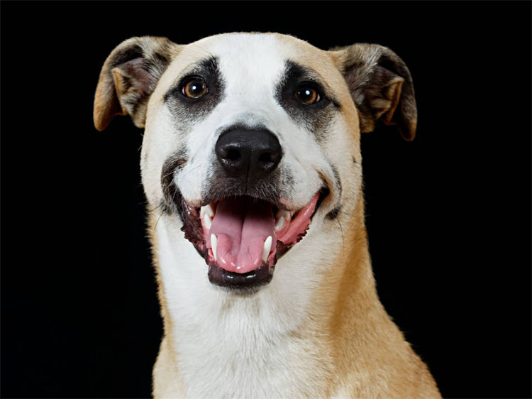 图片 澳版萨摩耶多少钱一只？价格清单+饲养指南全1.jpg