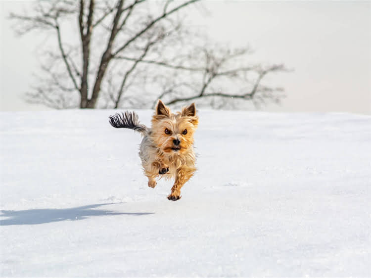 图片 灰泰迪犬能吃卵磷脂吗？科学喂养指南与营养补充全.jpg