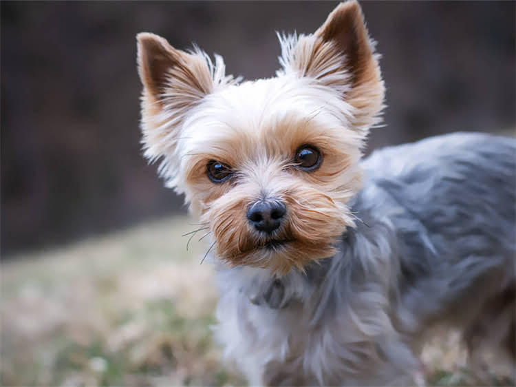 图片 灰泰迪犬能吃卵磷脂吗？科学喂养指南与营养补充全1.jpg