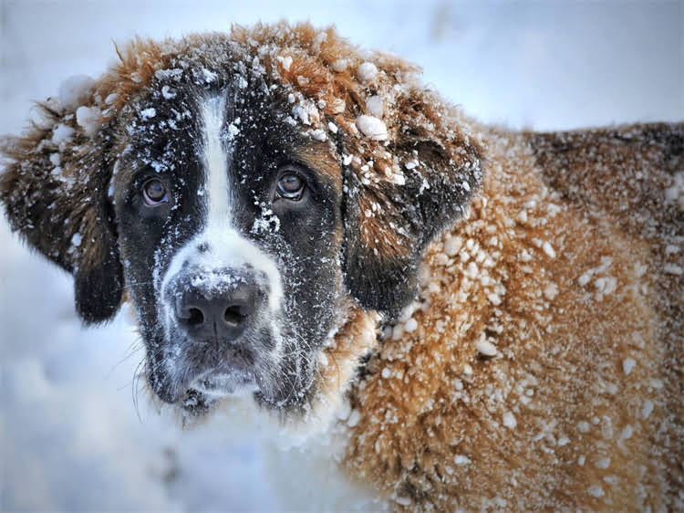 图片 灰色泰迪犬纯种鉴定全攻略：特征、标准与常见误区.jpg