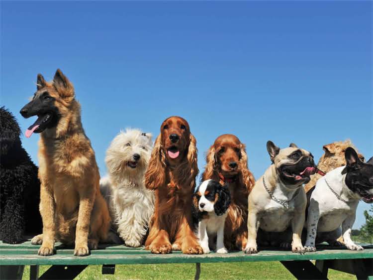 图片 灰色雪纳瑞×贵宾串混血犬培育指南1.jpg