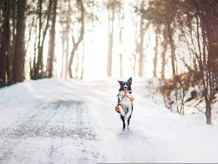 图片 灰色雪纳瑞×贵宾串混血犬培育指南2.jpg