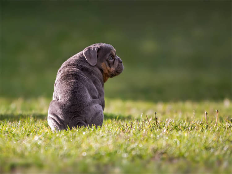 图片 灰贵宾VS灰泰迪价格大：哪个更贵？饲养成本与市场趋势全.jpg