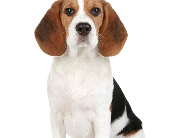 图片 灰贵宾VS灰泰迪价格大：哪个更贵？饲养成本与市场趋势全2.jpg