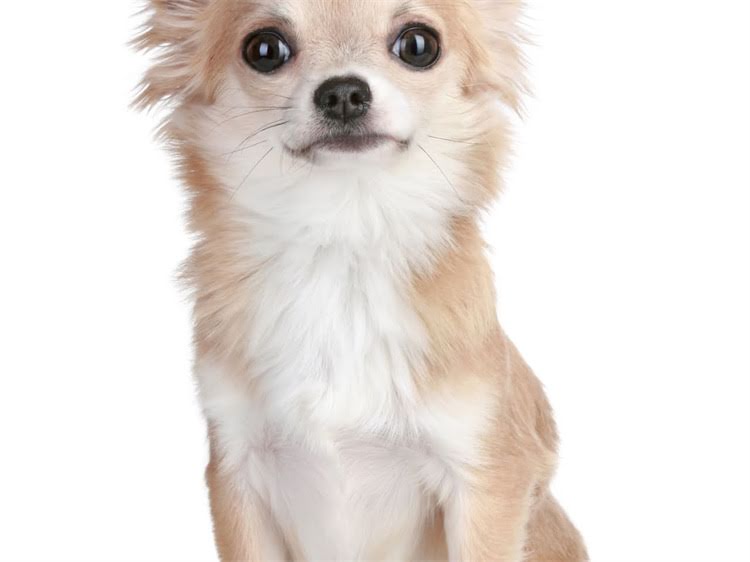 图片 灰贵宾犬胸前白毛的成因与科学护理指南：遗传特征及日常养护技巧.jpg