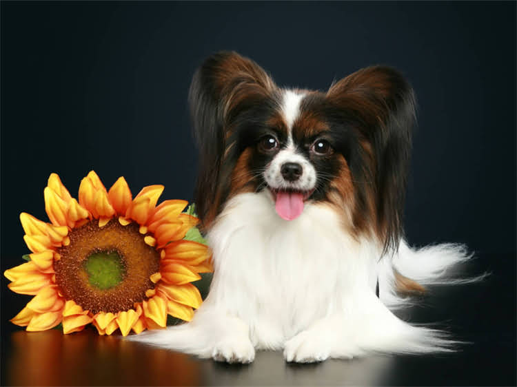 图片 灰贵宾犬胸前白毛的成因与科学护理指南：遗传特征及日常养护技巧1.jpg