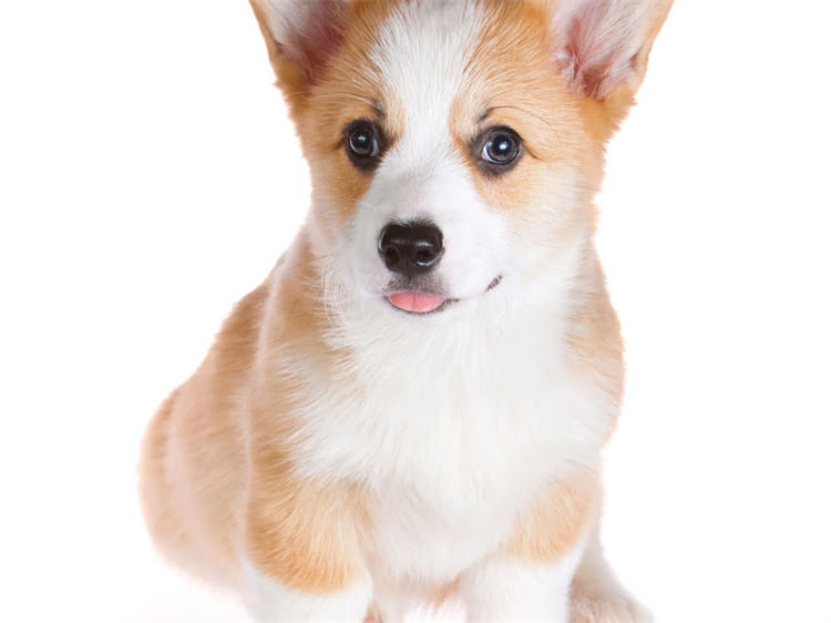 图片 灰贵宾犬胸前白毛的成因与科学护理指南：遗传特征及日常养护技巧2.jpg