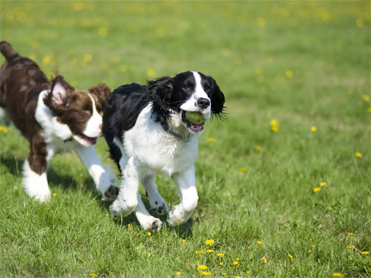 图片 熊白比熊犬专业造型指南：5步修剪教程+常见问题全（附工具清单）2.jpg