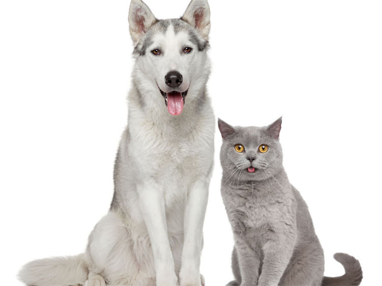 图片 牛头梗犬饲养全指南：纯种鉴别与养护要点1.jpg