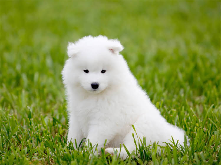 图片 牛油果是否适合狗狗？营养师天然狗粮的正确打开方式！.jpg