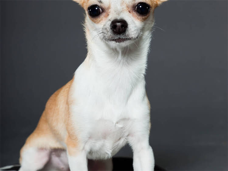 图片 牛油果是否适合狗狗？营养师天然狗粮的正确打开方式！2.jpg