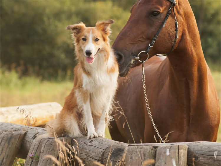 图片 牛油果狗粮是上海的吗？国内高端宠物食品产业带分布与选购指南1.jpg