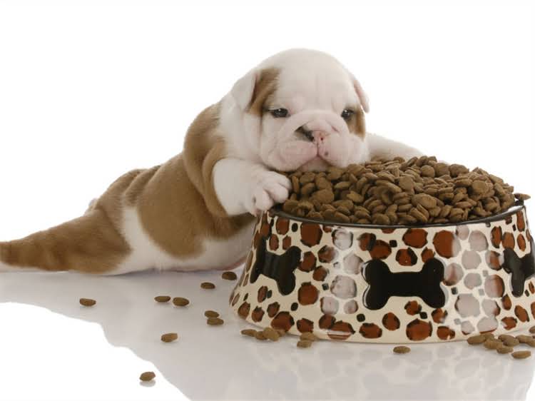 图片 牛油果狗粮是上海的吗？国内高端宠物食品产业带分布与选购指南2.jpg