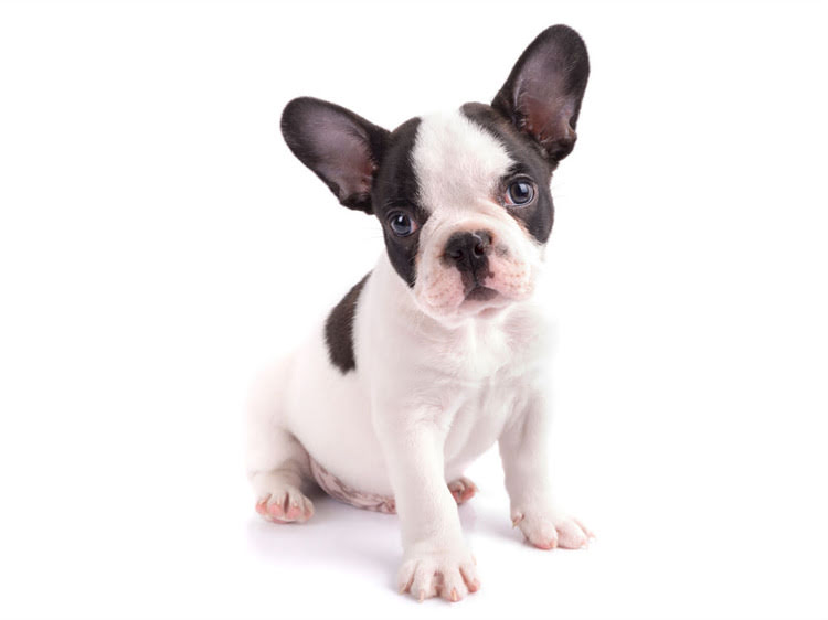 图片 牛油果猫粮致猫咪腹泻怎么办？牛油果对猫的毒性及应急处理指南2.jpg