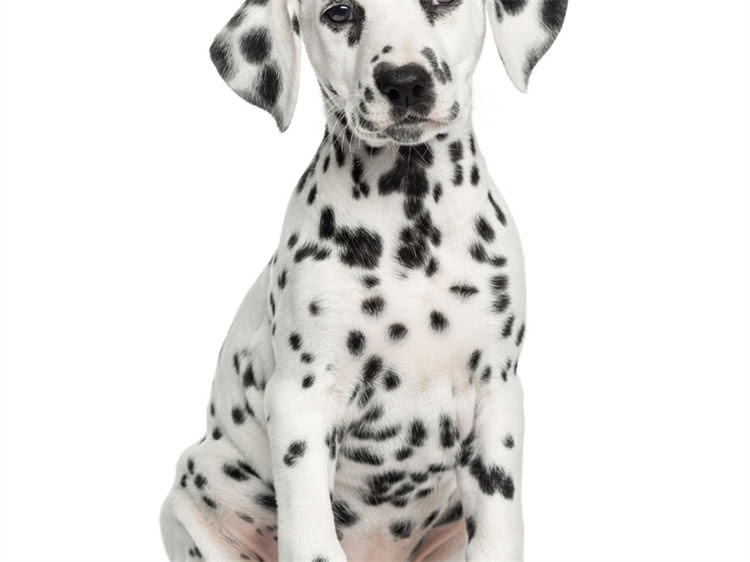 图片 犬六联疫苗全：打几针？时间表？注意事项（附流程图）2.jpg