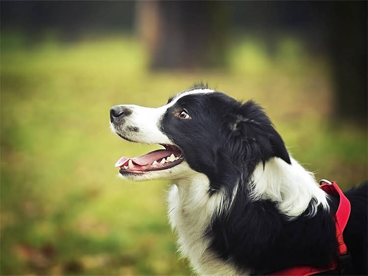 图片 犬四联疫苗全流程：幼犬需接种几针？科学方案与注意事项大公开1.jpg