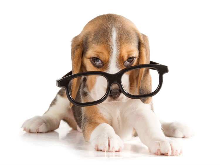 图片 犬注射疫苗后皮肤红肿瘙痒如何处理？疫苗反应常见原因及科学预防指南2.jpg