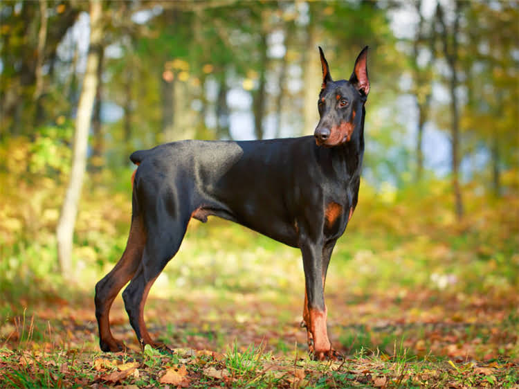 图片 犬疫苗失效的5大症状与3步检测法：如何科学判断疫苗有效性并避免损失.jpg