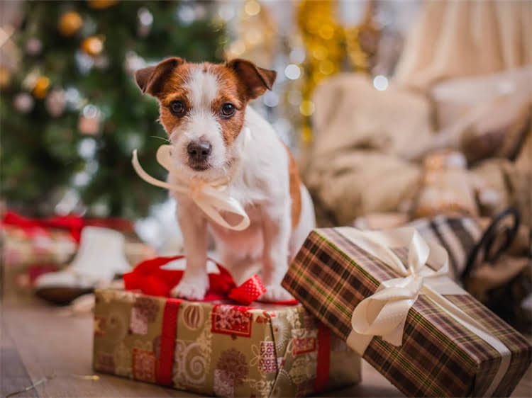 图片 犬疫苗失效的5大症状与3步检测法：如何科学判断疫苗有效性并避免损失1.jpg