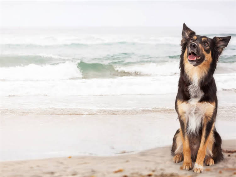 图片 狂犬疫苗不良反应有哪些？权威及应对指南.jpg