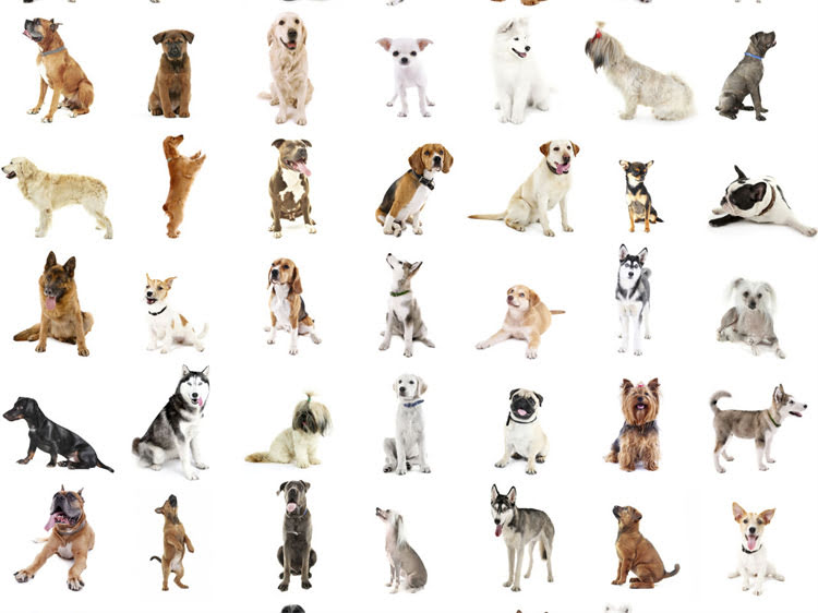 图片 狂犬疫苗不良反应有哪些？权威及应对指南2.jpg