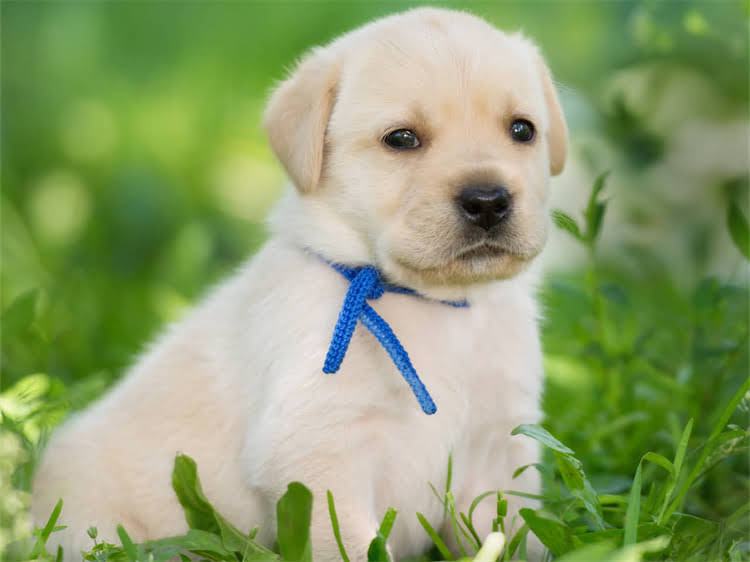 图片 狂犬疫苗全程接种后能维持多久？科学解答有效期与复种指南1.jpg