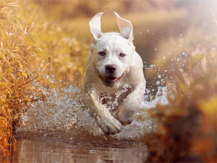 图片 狂犬疫苗冻干粉结块？别慌！这份专业指南教你正确处理与安全接种2.jpg