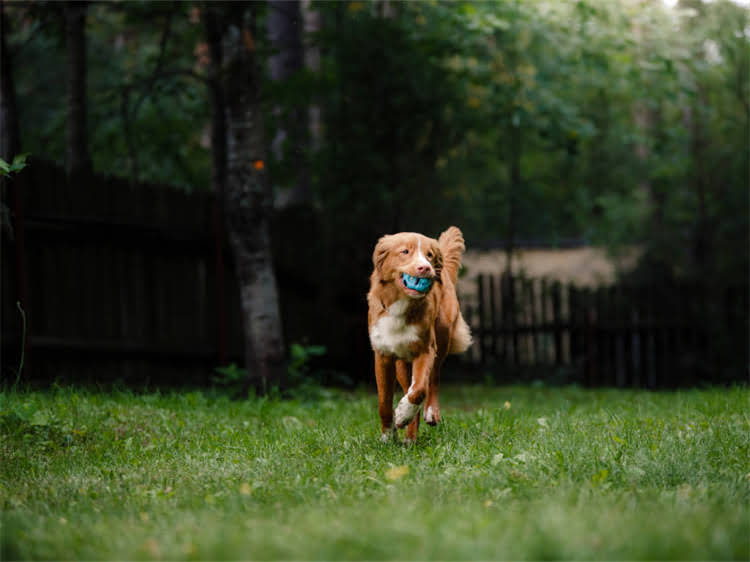 图片 狂犬疫苗出现症状怎么办？全网最全处理指南+预防攻略💉1.jpg