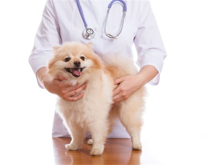 图片 狂犬疫苗十大品牌最新推荐及副作用对比：如何科学选择防护疫苗.jpg