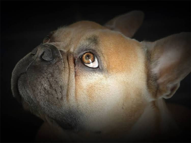 图片 狂犬疫苗十大品牌最新推荐及副作用对比：如何科学选择防护疫苗1.jpg