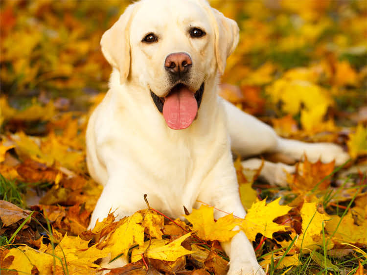 图片 狂犬疫苗十大品牌最新推荐及副作用对比：如何科学选择防护疫苗2.jpg